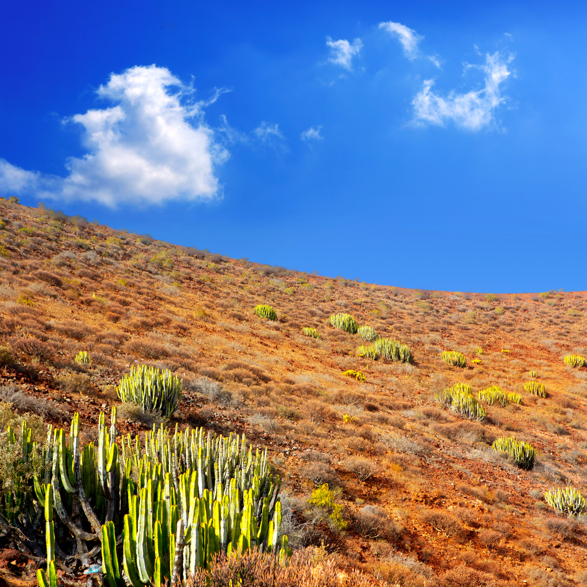 Arona Cactus Mountain in Tenerife South